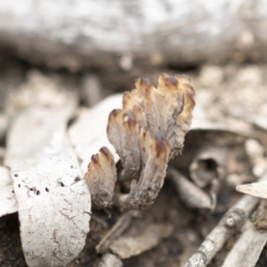 Clavulina sp. at Bruce, ACT - 14 Dec 2021 10:13 AM