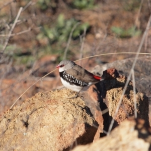 Stagonopleura guttata at Wallaroo, NSW - 8 Aug 2010