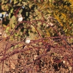 Stagonopleura guttata at Wallaroo, NSW - 8 Aug 2010