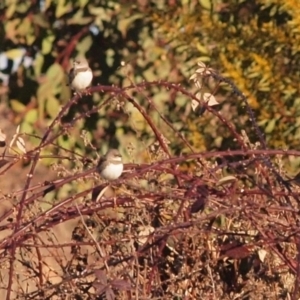 Stagonopleura guttata at Wallaroo, NSW - 8 Aug 2010