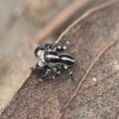 Euophryinae sp. (Mr Stripey) undescribed (Mr Stripey) at Bruce Ridge - 13 Dec 2021 by AlisonMilton