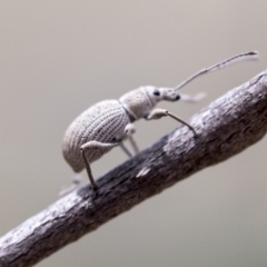 Merimnetes oblongus (Radiata pine shoot weevil) at Bruce Ridge to Gossan Hill - 14 Dec 2021 by AlisonMilton