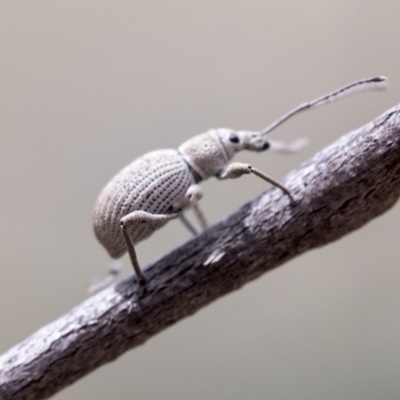 Merimnetes oblongus (Radiata pine shoot weevil) at Bruce, ACT - 14 Dec 2021 by AlisonMilton