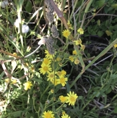 Senecio pinnatifolius at San Remo, VIC - 17 Dec 2021 by Tapirlord