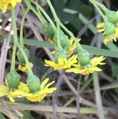 Senecio pinnatifolius at San Remo, VIC - 17 Dec 2021