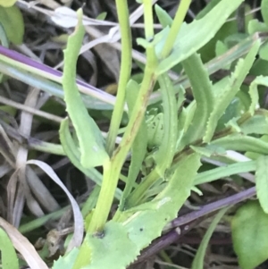 Senecio pinnatifolius at San Remo, VIC - 17 Dec 2021