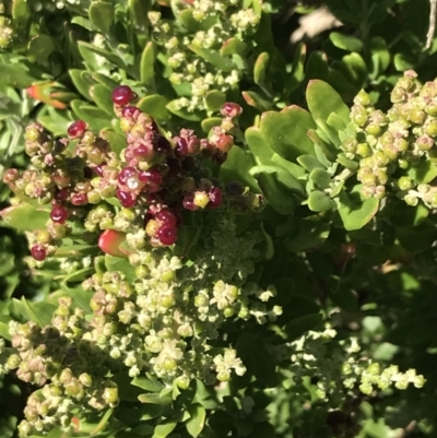 Rhagodia candolleana (Sea-berry Saltbush) at San Remo, VIC - 17 Dec 2021 by Tapirlord