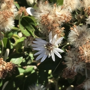 Olearia axillaris at San Remo, VIC - 17 Dec 2021 10:02 AM