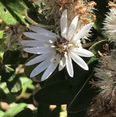 Olearia axillaris at San Remo, VIC - 17 Dec 2021 10:02 AM