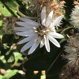 Olearia axillaris at San Remo, VIC - 17 Dec 2021 10:02 AM