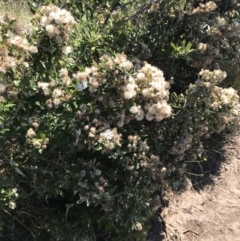 Olearia axillaris at San Remo, VIC - 17 Dec 2021