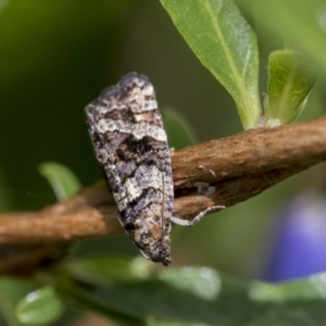 Asthenoptycha sphaltica and nearby species at Bruce, ACT - 14 Dec 2021