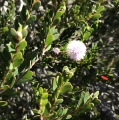 Melaleuca nesophila (Showy Honey-Myrtle) at San Remo, VIC - 16 Dec 2021 by Tapirlord