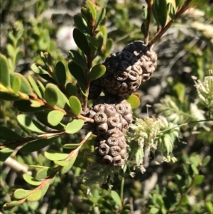 Melaleuca nesophila at San Remo, VIC - 17 Dec 2021