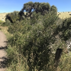 Melaleuca nesophila at San Remo, VIC - 17 Dec 2021