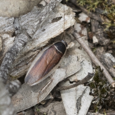 Johnrehnia concisa (A native cockroach) at Bruce Ridge - 14 Dec 2021 by AlisonMilton