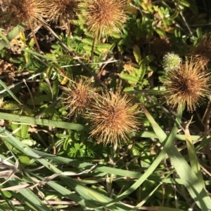 Acaena novae-zelandiae at San Remo, VIC - 17 Dec 2021 10:21 AM