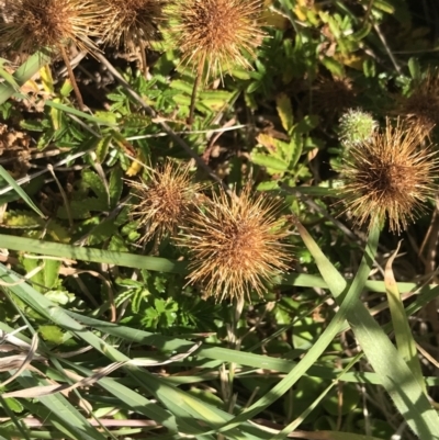 Acaena novae-zelandiae (Bidgee Widgee) at San Remo, VIC - 16 Dec 2021 by Tapirlord