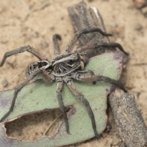 Tasmanicosa sp. (genus) at Bruce, ACT - 14 Dec 2021 12:00 PM