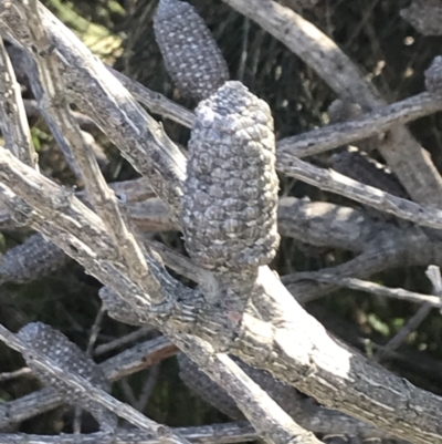 Allocasuarina paludosa (Swamp She-oak) at San Remo, VIC - 17 Dec 2021 by Tapirlord