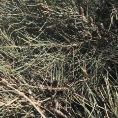 Allocasuarina paludosa at San Remo, VIC - 17 Dec 2021