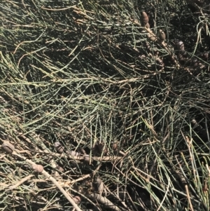 Allocasuarina paludosa at San Remo, VIC - 17 Dec 2021