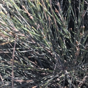 Allocasuarina paludosa at San Remo, VIC - 17 Dec 2021 10:31 AM