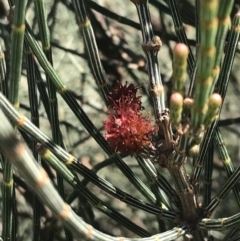 Allocasuarina paludosa at San Remo, VIC - 17 Dec 2021 10:31 AM