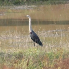 Ardea pacifica (White-necked Heron) at Molonglo Valley, ACT - 21 Apr 2014 by Caric