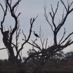 Ardea pacifica at Molonglo Valley, ACT - 21 Apr 2014