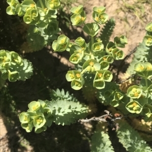 Euphorbia paralias at San Remo, VIC - 17 Dec 2021