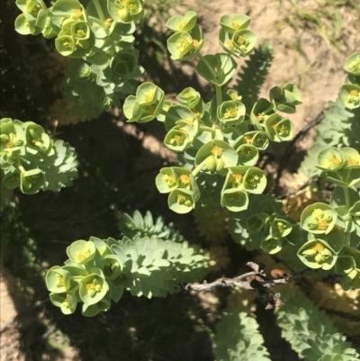 Euphorbia paralias (Sea Spurge ) at San Remo, VIC - 17 Dec 2021 by Tapirlord