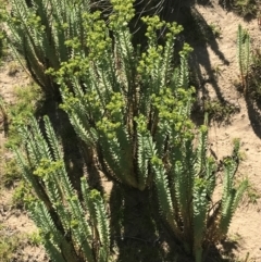 Euphorbia paralias at San Remo, VIC - 17 Dec 2021