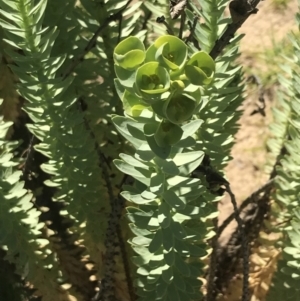 Euphorbia paralias at San Remo, VIC - 17 Dec 2021