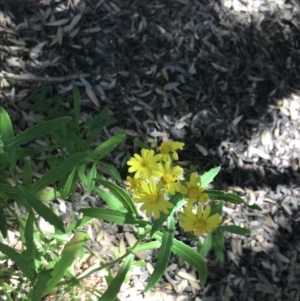 Senecio pinnatifolius at San Remo, VIC - 17 Dec 2021 10:41 AM