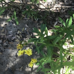 Senecio pinnatifolius at San Remo, VIC - 17 Dec 2021 10:41 AM