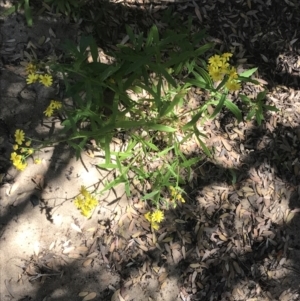 Senecio pinnatifolius at San Remo, VIC - 17 Dec 2021 10:41 AM