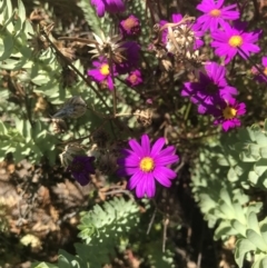 Senecio elegans (Purple Groundsel) at San Remo, VIC - 16 Dec 2021 by Tapirlord