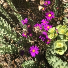 Senecio elegans at suppressed - suppressed