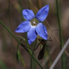 Harpobittacus sp. (genus) (Hangingfly) at Stromlo, ACT - 9 Nov 2021 by Caric
