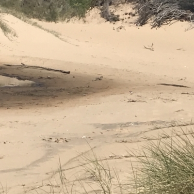 Charadrius rubricollis (Hooded Plover) at San Remo, VIC - 16 Dec 2021 by Tapirlord