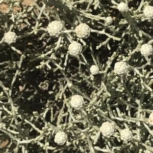 Calocephalus lacteus at suppressed - suppressed