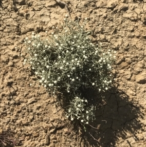 Calocephalus lacteus at suppressed - suppressed