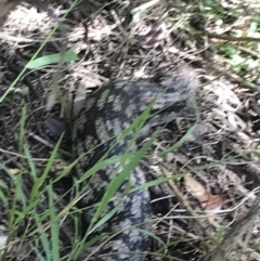 Tiliqua nigrolutea (Blotched Blue-tongue) at Kilcunda, VIC - 17 Dec 2021 by Tapirlord