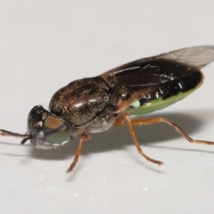 Odontomyia opertanea (A soldier fly) at Evatt, ACT - 29 Dec 2021 by TimL