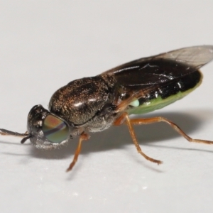 Odontomyia opertanea at Evatt, ACT - 29 Dec 2021 04:47 PM