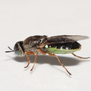 Odontomyia opertanea at Evatt, ACT - 29 Dec 2021