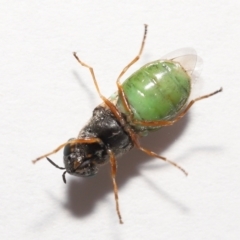 Odontomyia opertanea at Evatt, ACT - 29 Dec 2021