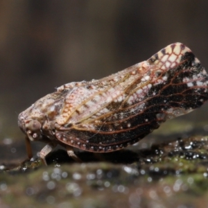 Massila sp. (genus) at Evatt, ACT - 10 Dec 2021