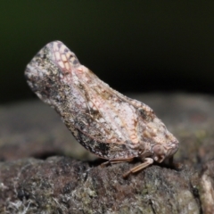 Massila sp. (genus) at Evatt, ACT - 10 Dec 2021